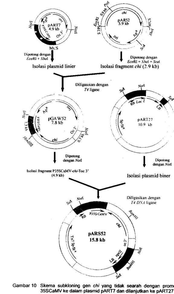Gambar 10  Skema  subkloning  gen  chi  yang  tidak  searah  dengan  promotor  35SCaMV ke dalam plasmid pART1 dan dilanjutkan ke pART27 untuk 