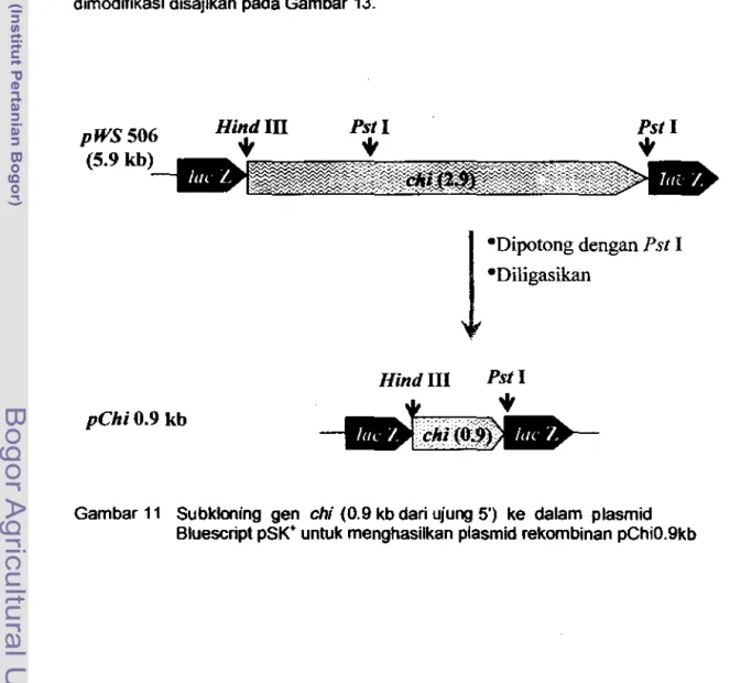 Gambar 11  Subkloning  gen  chi  (0.9 kb dan ujung 5')  ke  dalam  plasmid  Bluescript pSW untuk menghasilkan plasmid rekombinan pChiO.9kb 