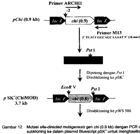 Gambar 12  Mutasi  site-directed mutagenesis  gen  chi  (0.9 kb) dengan peR dan  subkloning ke dalam plasmid Bluescript pSK+ untuk menghasilkan 