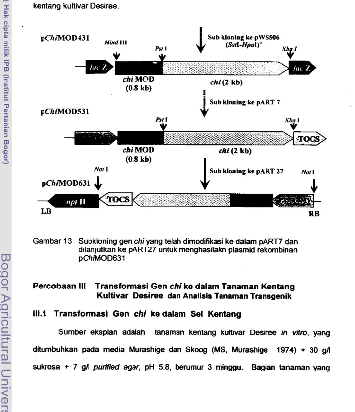 Gambar 13  Subkloning gen  chi  yang telah dimodifikasi ke dalam pART7 dan  dilanjutkan ke pART27 untuk menghasilakn plasmid rekombinan  pChiMOD631 