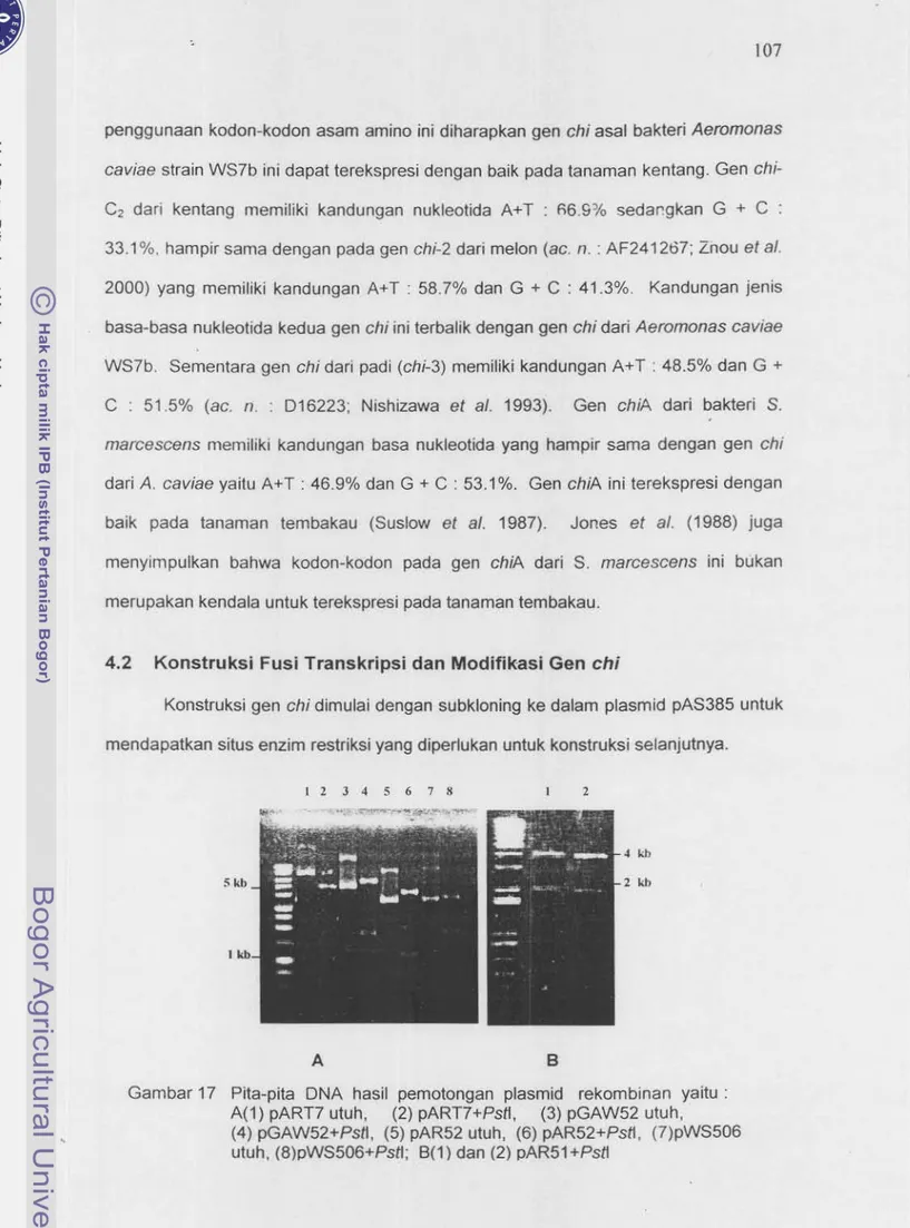 Gambar 17  Pita-pita  DNA  hasi1  pemotongan  plasmid  rekombinan  yaitu  :  A(1) pART7 utuh,  (2) pART7+Psft,  (3)  pGAW52 utuh, 