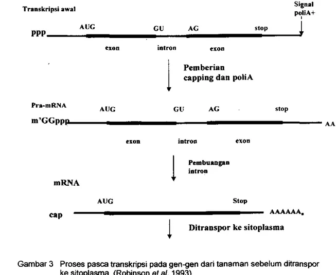 Gambar 3  Proses pasca transkripsi pada gen-gen dari tanaman sebelum ditranspor  ke sitoplasma  (Robinson at al