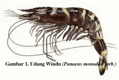 Gambar 1. Udang Windu (Panaeus monodon farb.) 