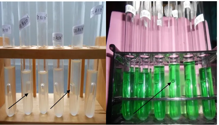 Gambar 4.1 hasil uji pendugaan (kiri) dan uji penegasan (kanan)  Keterangan: Adanya gelembung udara (→) dalam tabung durham menunjukan bahwa dalam sampel yang diuji mengandung bakteri nonfecal (kiri) dalam medium Kaldu Lactosa (KL) dan positif mengandung bakteri Coliformfecal (kanan) pada Medium Brilliant Green Lactose Bile Broth (BGLBB) 