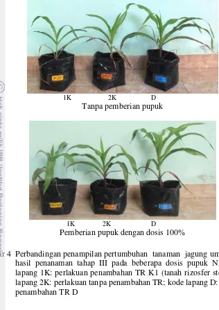 Gambar 4  Perbandingan penampilan pertumbuhan  tanaman  jagung umur 30 hari hasil penanaman tahap III pada beberapa dosis pupuk NPK