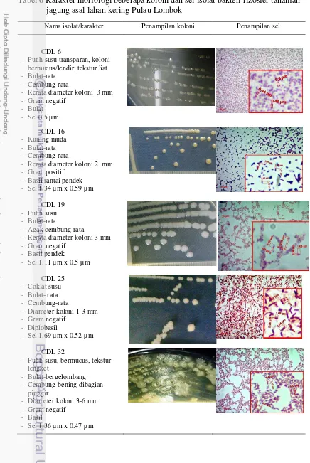 Tabel 6 Karakter morfologi beberapa koloni dan sel isolat bakteri rizosfer tanaman jagung asal lahan kering Pulau Lombok 