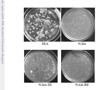 Gambar 8 Perbedaan morfologi bakteri yang terkultur pada  media SEA, NAln, 