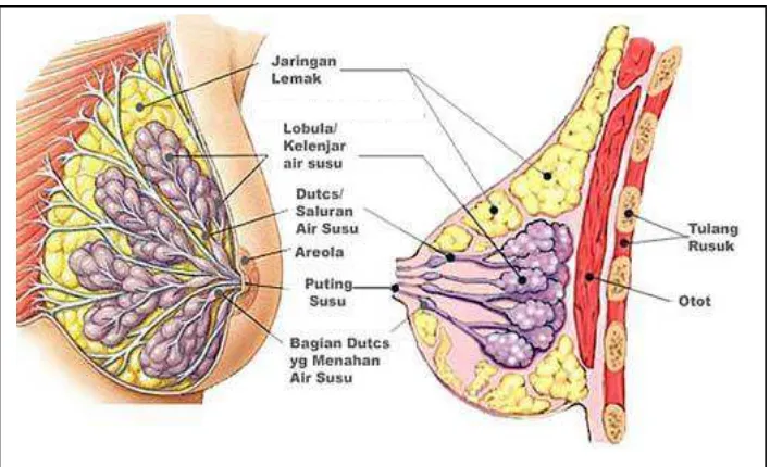 Gambar 2.3.1 : Anatomi Payudara 