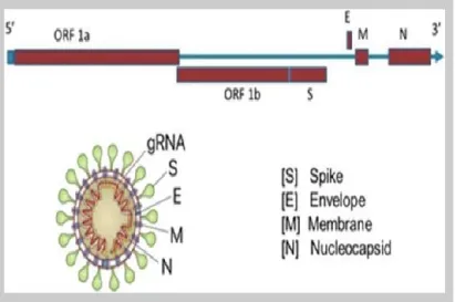 Gambar 2. Genom dan struktur SARS-CoV-2. (Touma, 2020) 