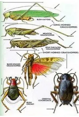 Gambar 2.2 Morfologi dari Beberapa Kelompok Orthoptera26 