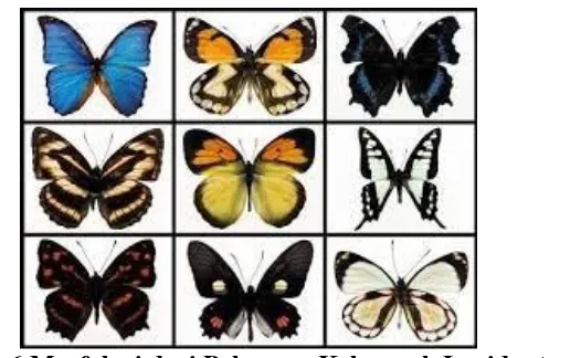 Gambar 2.6 Morfologi dari Beberapa Kelompok Lepidoptera. 34