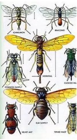 Gambar 2.9Kelompok Hymenoptera40