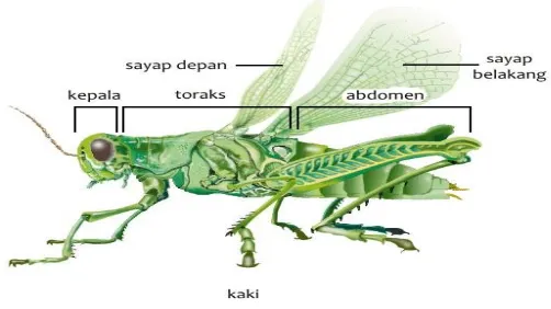 Gambar 2.1 Morfologi Insekta20