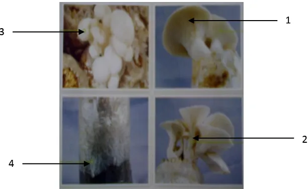 Gambar 2.1 Morfologi bagian-bagian jamur tiram putih21
