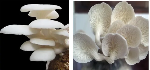 Gambar 2.2 Morfologi jamur tiram putih24  