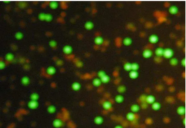 Gambar 1. Uji Apoptosis pada sel Raji dengan  Double-fluorescent Method 