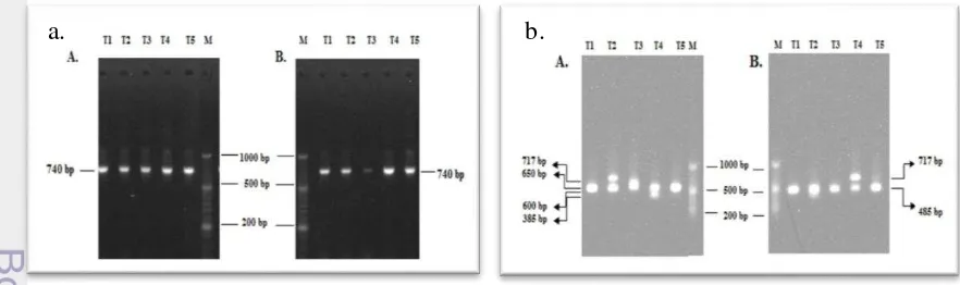 Gambar 6 Dinamika jumlah koloni BAL (a) dan khamir (b) pada 5 tahap produksi 
