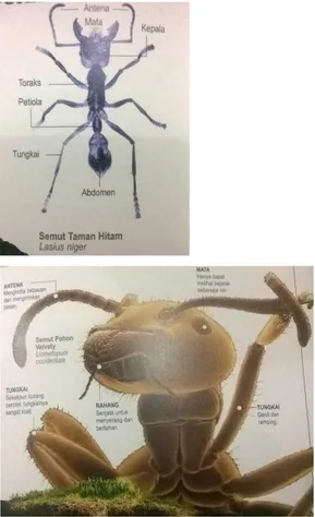Gambar 2.1. dan 2.2. Anotomi dan Morfologi Tubuh Semut                                                             