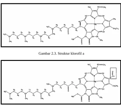Gambar 2.4 Struktur klorofil b