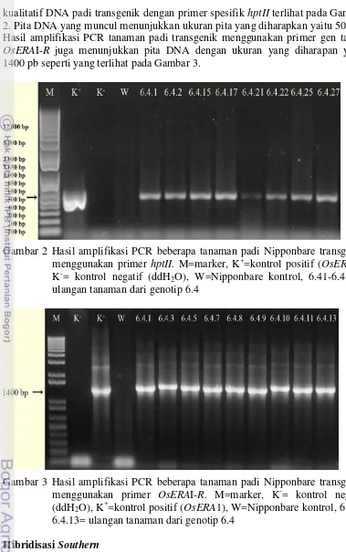 Gambar 3 Hasil amplifikasi PCR beberapa tanaman padi Nipponbare transgenik 