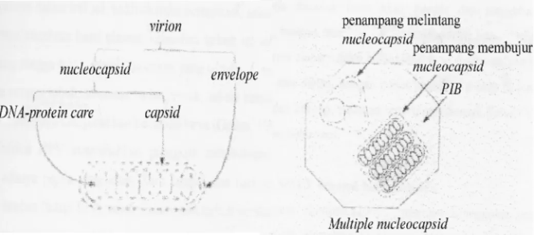 Gambar 1.  Struktur SpLtMNPV(Bilimoria, 1986 cit. Wahyuni, 2002).