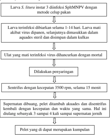 Gambar 5. Diagram perbanyakan dan pemurnian virus secara in vitroLarva S. litura instar 3 diinfeksi SpltMNPV dengan 