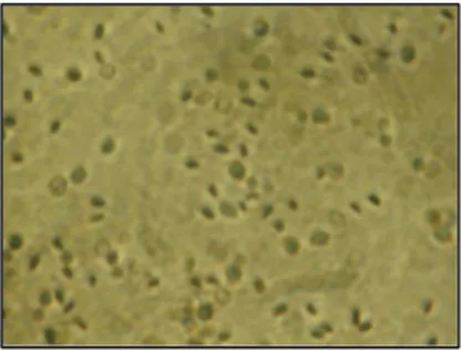 Gambar 8. Sel epithel usus larva S. Litura. A. belum monolayer; B. sudah monolayer.