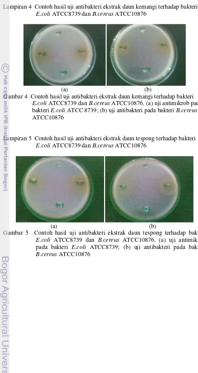 Gambar 4  Contoh hasil uji antibakteri ekstrak daun kemangi terhadap bakteri 