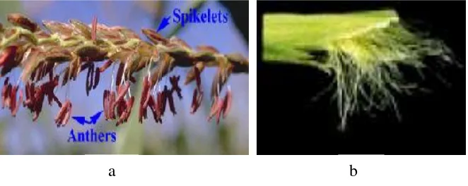 Gambar 2.3  Bunga jagung manis jantan A  (anther dan spikelet), dan B bunga betina (silk).26 