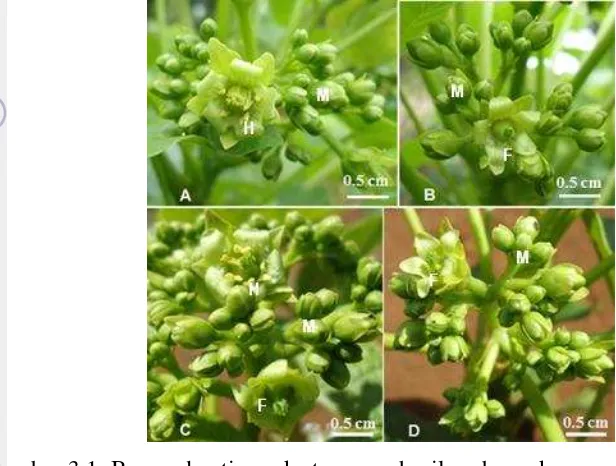 Gambar 3.1  Bunga dan tipe seks tanaman hasil perbanyakan vegetatif jarak pagar 