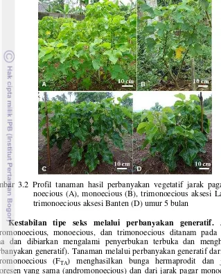 Gambar 3.2 Profil tanaman hasil perbanyakan vegetatif jarak pagar andromo-