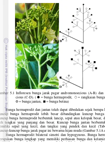 Gambar 5.1 Infloresen bunga jarak pagar andromonoecious (A-B) dan monoe-