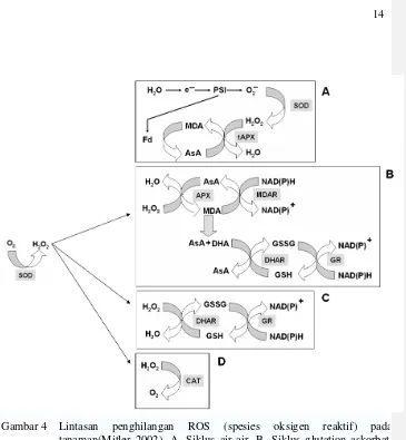 Gambar 4   Lintasan penghilangan ROS (spesies oksigen reaktif) padatanaman(Mitler 2002)