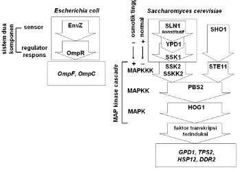 Gambar 5   Sistem dua komponen pada Escherichia E. coli dan Saccharomyces 