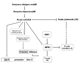 Gambar 9   Ringkasan peran asam salisilat dalam mengaktifkan sejumlah gen dan protein.→: arah pengaruh; ┴ : arah yang dihambat; ↵: bentuk ekspresi