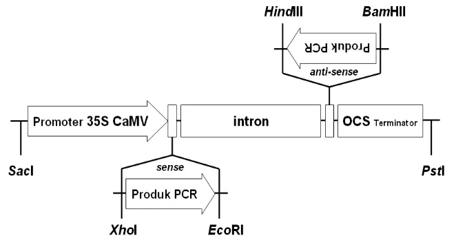 Gambar 13   Konstruksi vektor untuk menurunkan ekspresi Oshox4.  Produk 