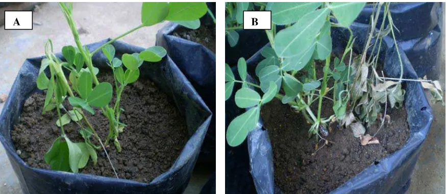 Gambar 2.  Gejala tanaman kacang tanah yang terserang S. rolfsii         A.  Gejala awal serangan S