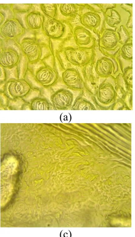 Gambar  3.  Hasil  Pengamatan  Tipe  Stomata  Daun  :  (a).  roda-roda  (Hura  crepitans)  Stomata Parasitik, (b)