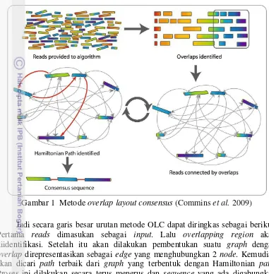 Gambar 1  Metode overlap layout consensus (Commins et al. 2009) 