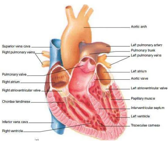 Gambar 2.3. Struktur Jantung (Graaff, 2001) 