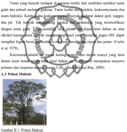 Gambar II.1. Pohon Mahoni 