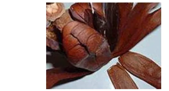 Gambar 1 Biji mahoni ( dari sentral produksi Hasil dari 3 kg biji mahoni awal yang dikupas kulitnya tersebut menghasilkan biji mahoni kupas kulit terpilih sebesar 1.6 kg