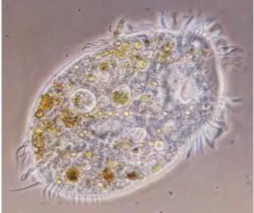 Gambar 2.10  Contoh Protozoa 