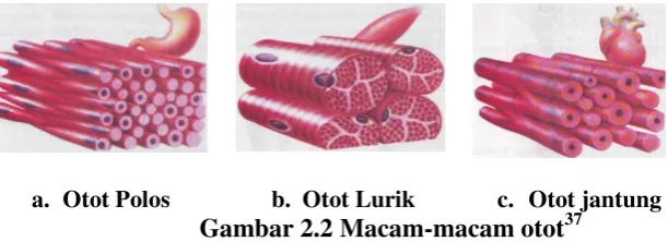 Gambar 2.2 Macam-macam otot37 