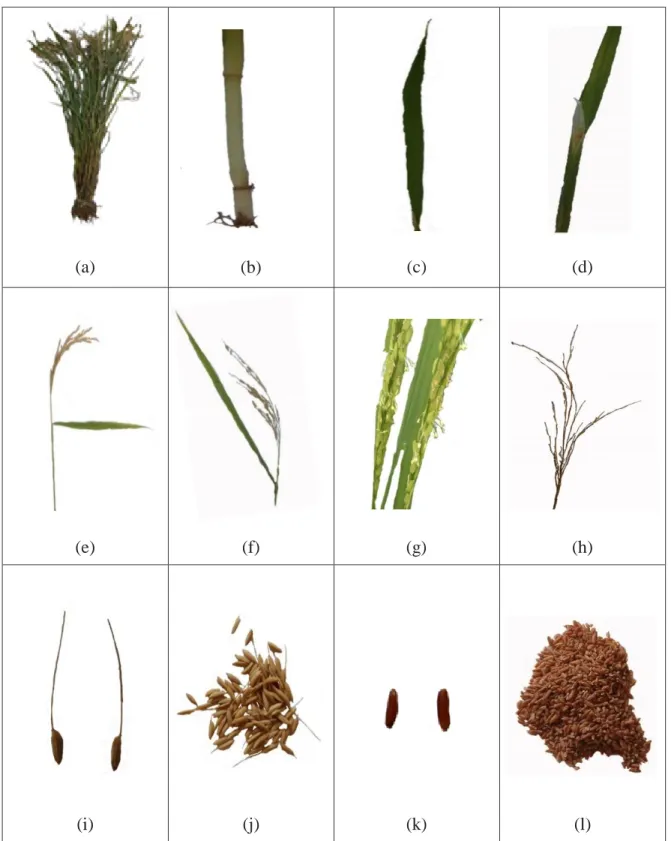 Gambar  1.  Karakter  morfologi  tanaman  padi  beras  merah  di  Desa  Selakar  Kecamatan  Munte  Kabupaten  Karo  :  (a)  Tanaman  padi,  (b)  batang,  (c)  daun,  (d)  lidah  daun,  (e)  daun  bendera,  (f)  malai,  (g)  bunga,  (h)  cabang  sekunder  m