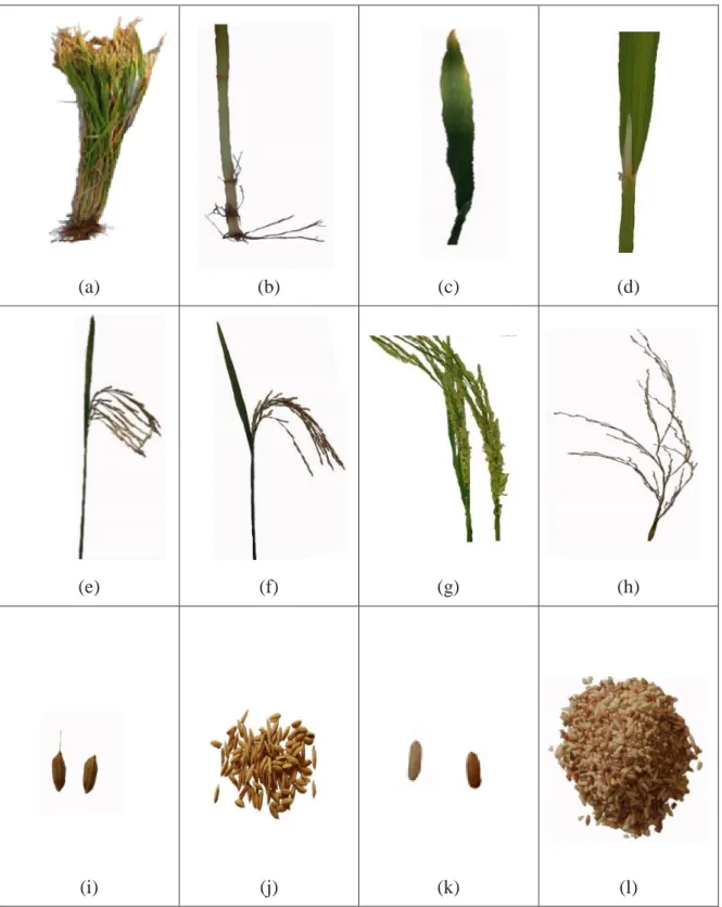 Gambar  2.  Karakter  morfologi  tanaman  padi  beras  merah  di  Desa  Batu  karang  Kecamatan  Payung  Kabupaten  Karo  :  (a)  Tanaman  padi,  (b)  batang,  (c)  daun,  (d)  lidah  daun,  (e)  daun  bendera,  (f)  malai,  (g)  bunga,  (h)  cabang sekund