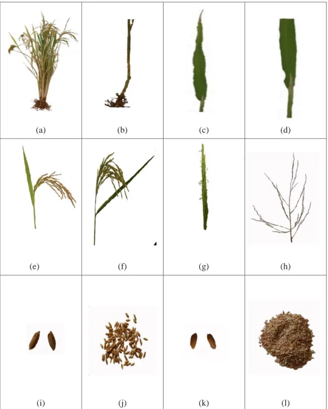 Gambar  3.  Karakter  morfologi  tanaman  padi  beras  merah  di  Desa  Batu  karang  Kecamatan  Payung  Kabupaten  Karo  :  (a)  Tanaman  padi,  (b)  batang,  (c)  daun,  (d)  lidah  daun,  (e)  daun  bendera,  (f)  malai,  (g)  bunga,  (h)  cabang sekund