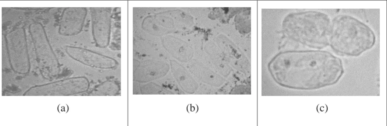 Gambar  5.  Analisis  mitosis  dengan  waktu  pengamatan  pukul  06.45  wib  dengan  perbesaran mikroskop 10x100 (a) Sampel Lahan A, (b) Sampel Lahan  B stadia, (c) Sampel Lahan C