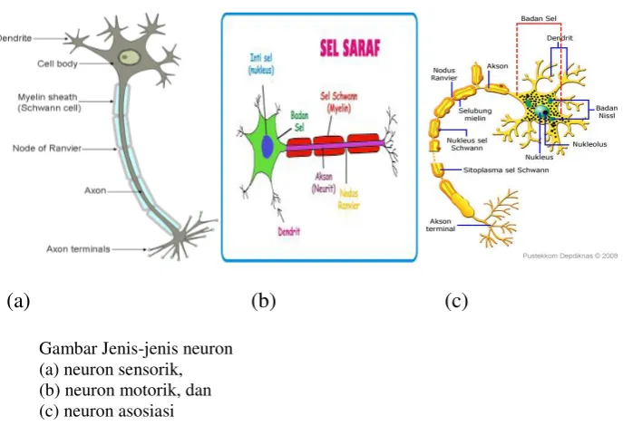 Gambar Jenis-jenis neuron 