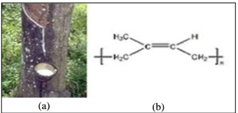 Gambar 1. (a). Pengumpulan lateks dari pohon karet. 16  (b). Cis-1, 4-polyisoprene. 16 
